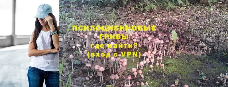 магазин продажи наркотиков  Кимры  mega маркетплейс  Псилоцибиновые грибы Psilocybe 